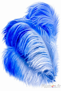 Struisvogel - 30-40 cm - lagune-blauw
